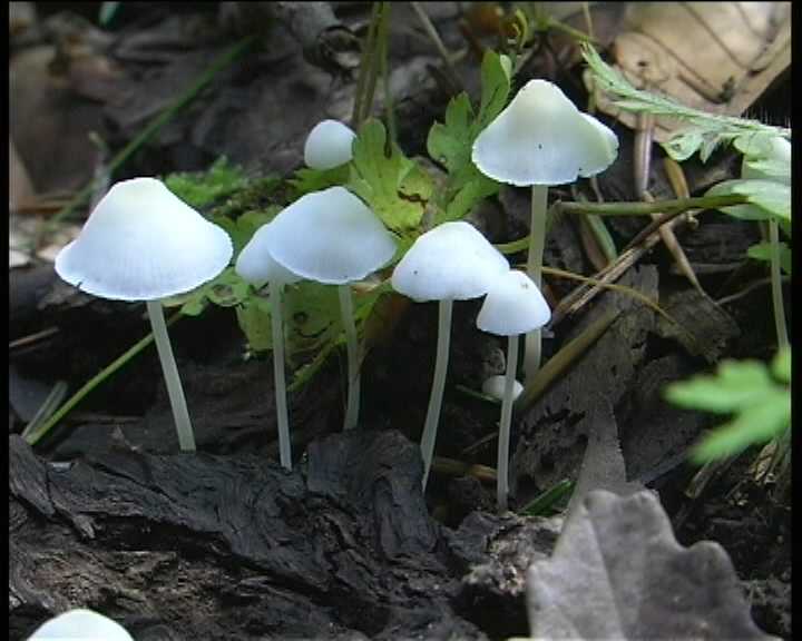 Winkel ( FRA ) 28.08.2004   2 Serie